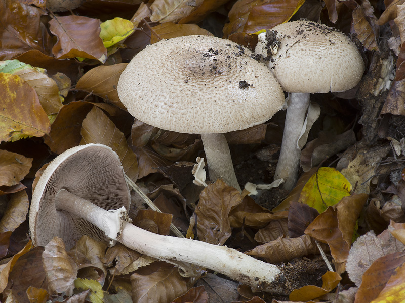 Agaricus sylvaticus